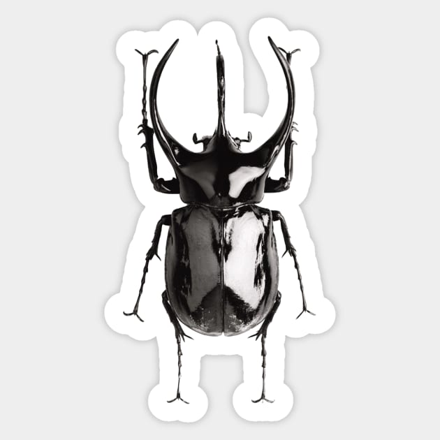 Black beetle Sticker by ghjura